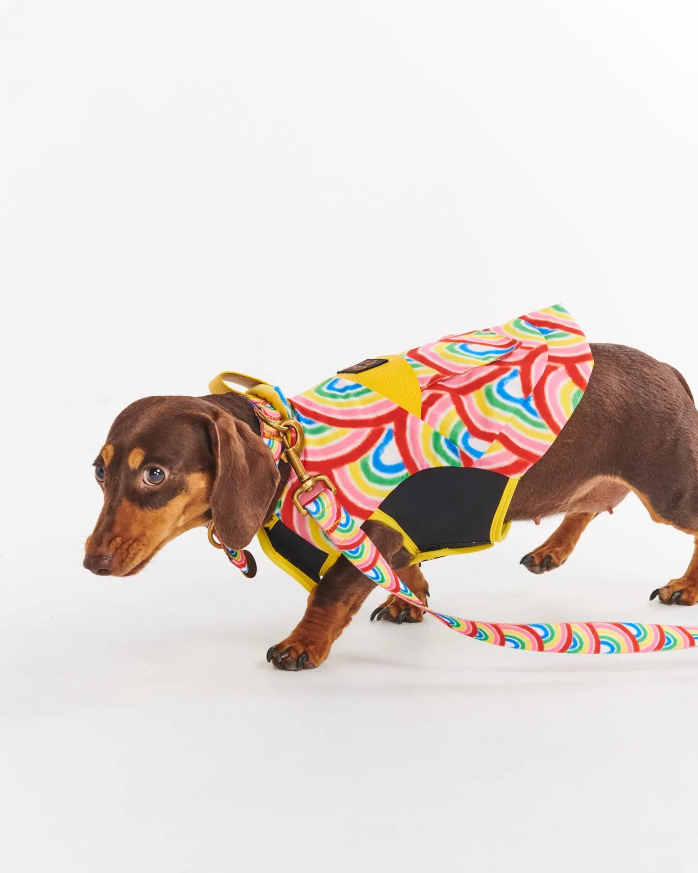Kip & Co Rainbow Spray Dog Lead