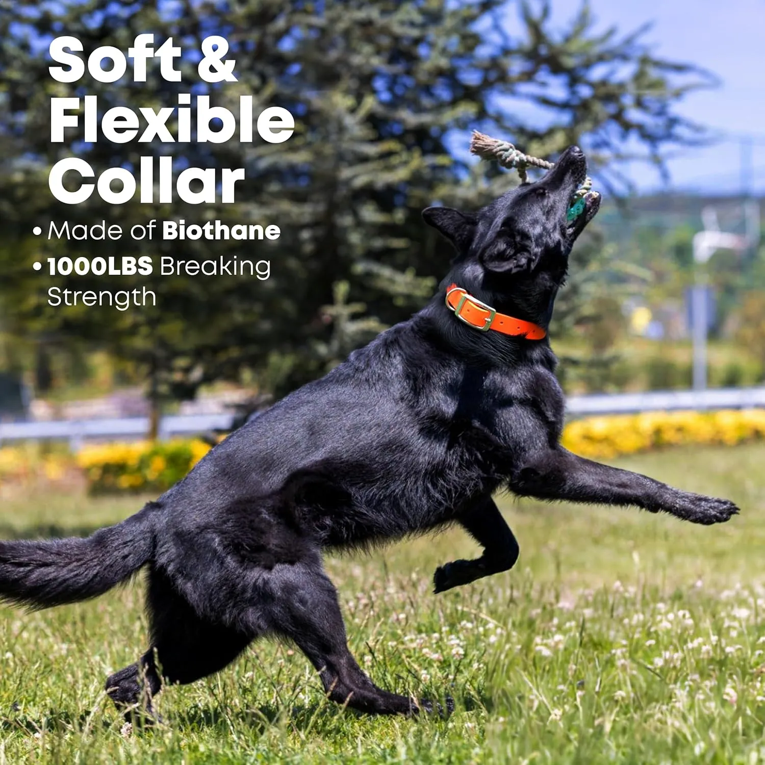 Regal Dog Products Large Orange Waterproof Dog Collars with Custom Engraved Name Plate | Vinyl Coated, Anti, Easy to Clean Personalized Biothane Dog Collar - Other Sizes for Small & Medium Dogs