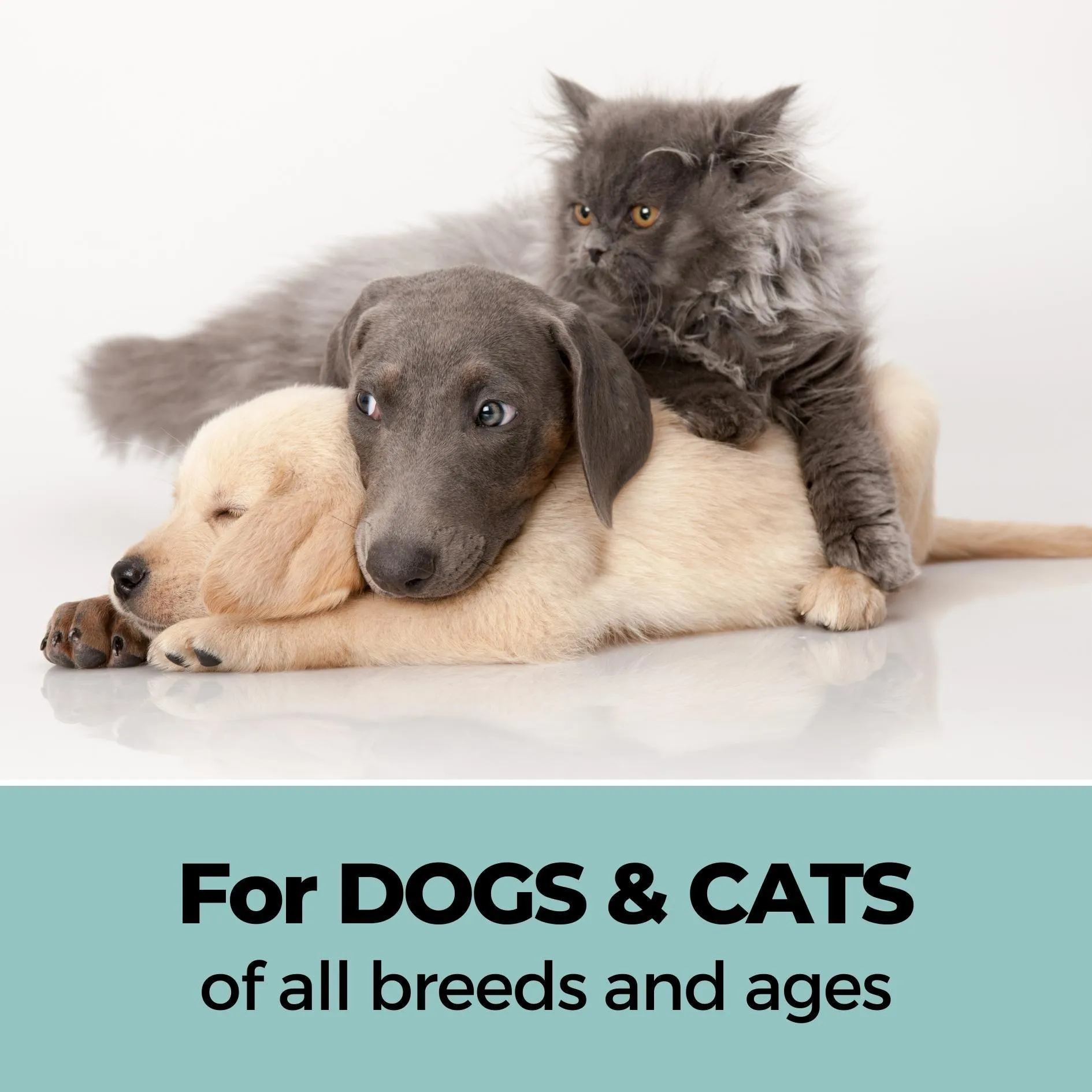 Xtra Nourish Medicated Shampoo for Dogs & Cats
