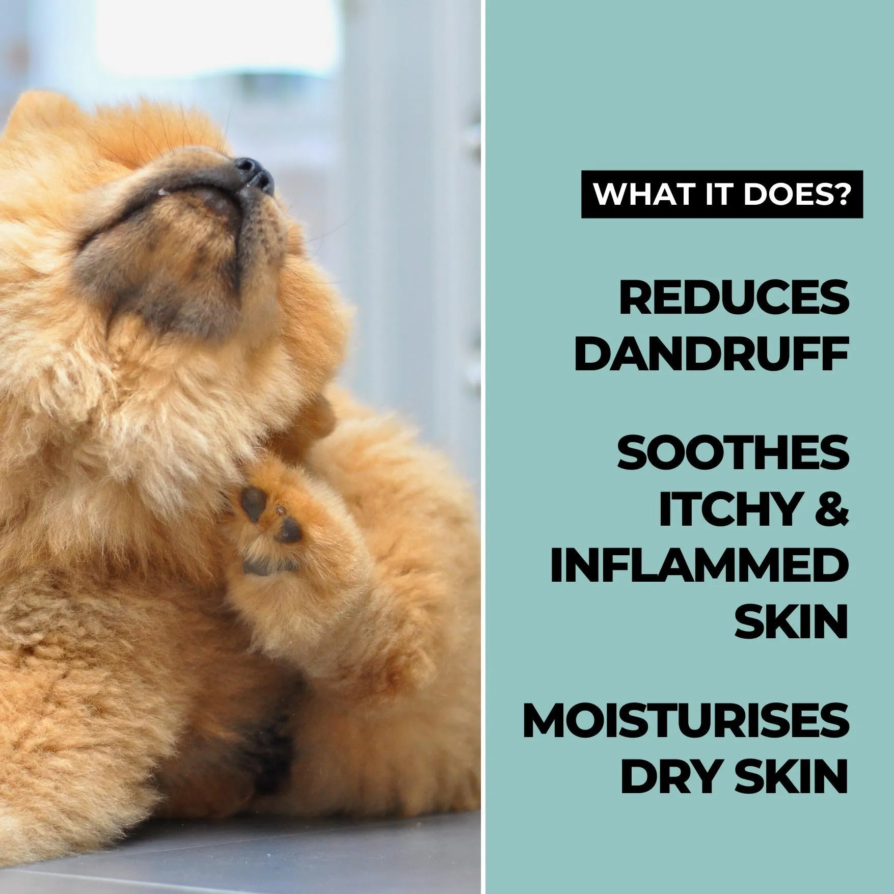 Xtra Nourish Medicated Shampoo for Dogs & Cats